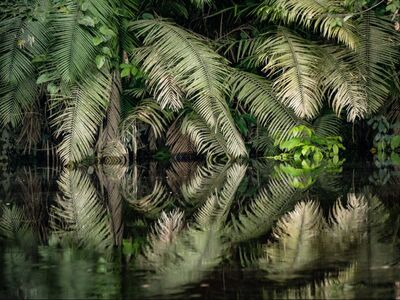 Palm fronds reflected in a river in the amazon